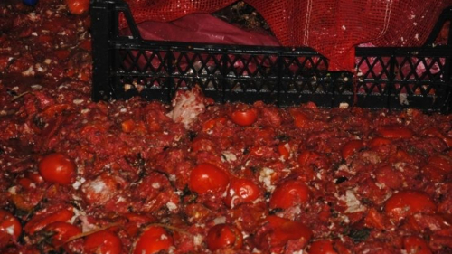 Zabıta Ekipleri Denetledi: Çürümüş Domates ve Küflü Salça Bulundu